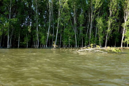 Foto de Bosques de álamo en primavera a orillas del río Danubio - Imagen libre de derechos