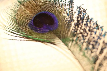 Foto de Plumas de pavo real, vista de cerca - Imagen libre de derechos