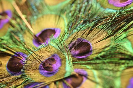 Photo for Peacock feathers, close up view - Royalty Free Image
