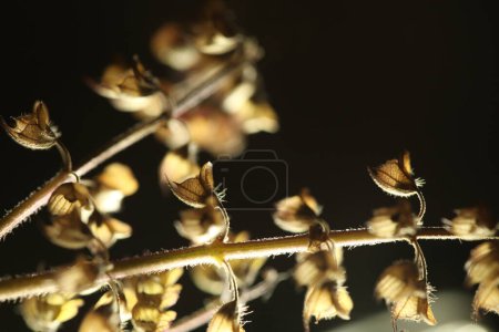 Photo for Close-up shot of Ocimum Tenuiflorum Plant - Royalty Free Image