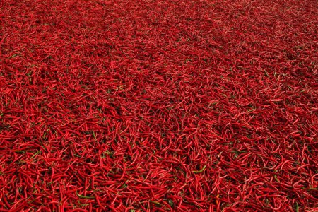 Foto de Pimientos chile rojo textura fondo - Imagen libre de derechos