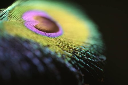 Photo for Peacock feathers, close up view - Royalty Free Image