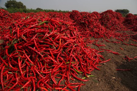 Foto de Primer plano de chiles rojos en casa de pueblo - Imagen libre de derechos