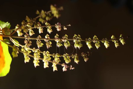 Téléchargez les photos : Gros plan de la plante Ocimum Tenuiflorum - en image libre de droit