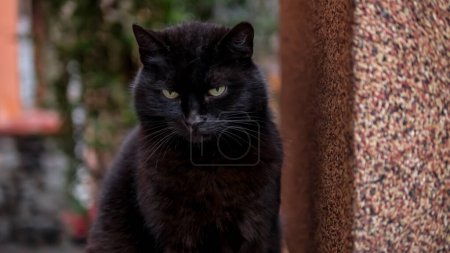 Photo for Black cat is sitting on the parapet.Street stray cat is very cute and beautiful. - Royalty Free Image