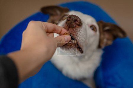 Téléchargez les photos : Border Collie chien portant un collier gonflable bleu et de prendre un régal - en image libre de droit