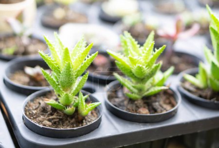 Téléchargez les photos : Petites plantes vertes en pot avec lumière du soleil le matin - en image libre de droit