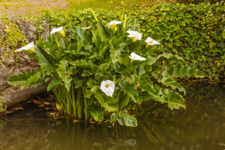 Téléchargez les photos : Fleurs de lys blanc dans le jardin. belles fleurs de lys dans le jardin - en image libre de droit