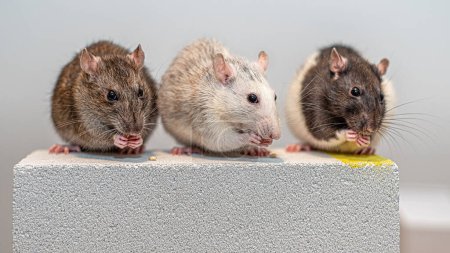Foto de Tres ratas mascotas jóvenes sentadas y comiendo una al lado de la otra en un bloque de concreto de gas. - Imagen libre de derechos