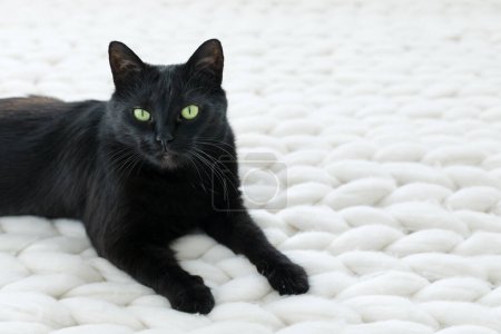 Foto de Gato negro en el sofá - Imagen libre de derechos