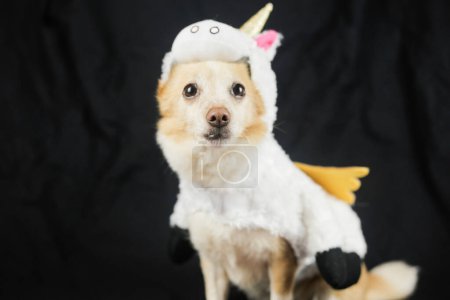 Foto de Perro divertido con cuello blanco y un unicornio sobre un fondo negro - Imagen libre de derechos
