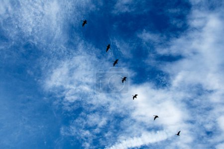 Téléchargez les photos : Formation d'oies contre ciel bleu - en image libre de droit