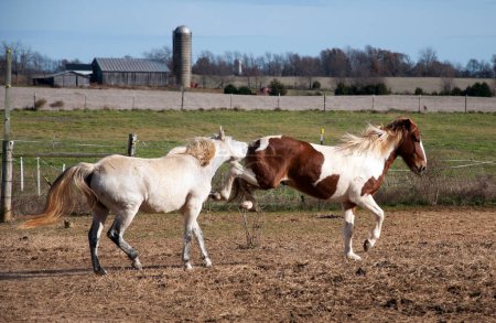 Foto de Dos caballos de paso fino peleando en una granja - Imagen libre de derechos