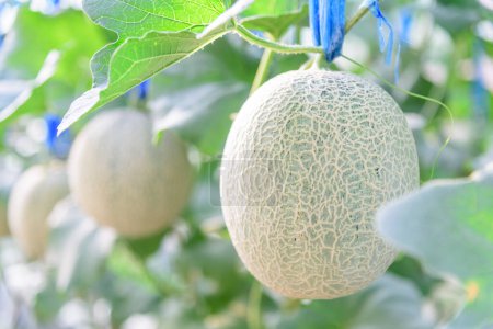 Foto de Melones frescos en invernadero - Imagen libre de derechos