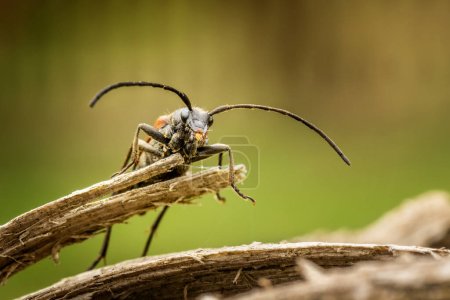 Photo for Beetle on a piece of wood. - Royalty Free Image