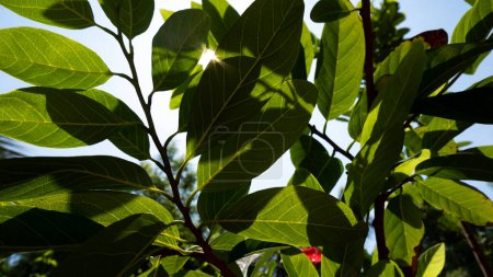 Photo for Custard apple fresh leaves growing in garden - Royalty Free Image
