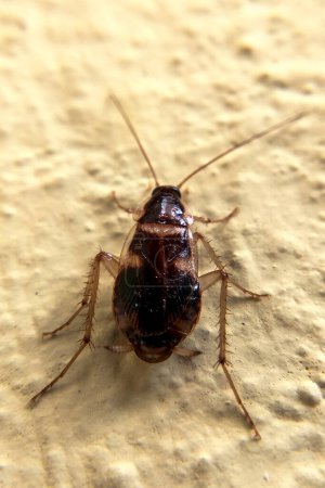 Foto de Vista de cerca de cucaracha en la pared - Imagen libre de derechos