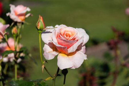 Téléchargez les photos : Rose rose gros plan - en image libre de droit