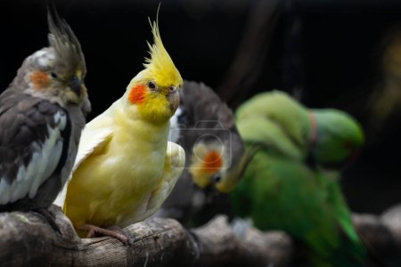 Téléchargez les photos : Cinq Loriquets dans le zoo sur fond de nature - en image libre de droit