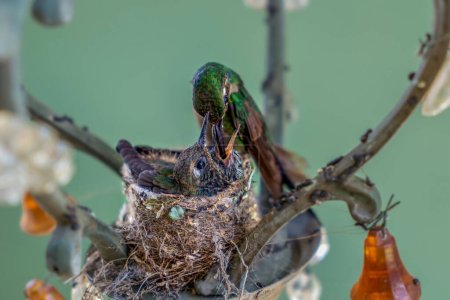 Téléchargez les photos : Colibri nourrir ses jeunes - en image libre de droit