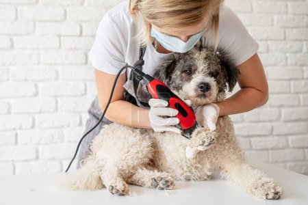 Téléchargez les photos : Femme blonde avec un masque et des gants toilettant un chien avec une tondeuse à la maison - en image libre de droit