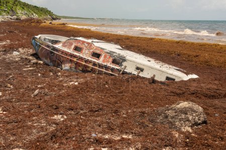 Téléchargez les photos : Stranded boat surrounded by Sargassum seaweed - en image libre de droit