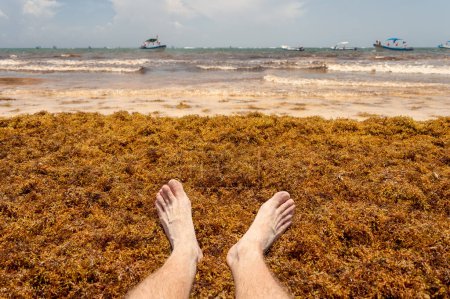 Téléchargez les photos : Pieds sur les algues de Sargassum à la plage, près de Tulum, Mexique - en image libre de droit