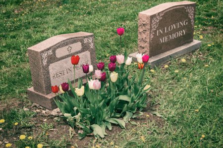Téléchargez les photos : Pierres tombales dans un cimetière avec de nombreuses tulipes - en image libre de droit