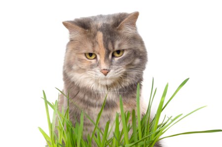 Téléchargez les photos : Calico chat manger herbe chat - en image libre de droit