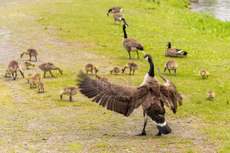 Foto de Gansos adultos canadienses que cuidan de muchos goslings - Imagen libre de derechos