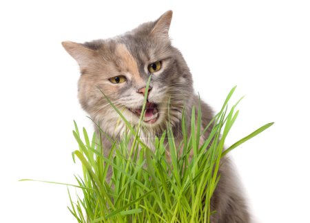 Téléchargez les photos : Calico chat manger herbe chat - en image libre de droit