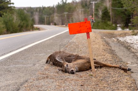 Foto de Ciervo de cola blanca muerto atropellado por un coche - Imagen libre de derechos