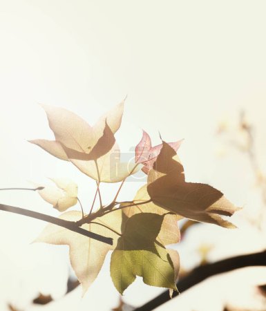 Téléchargez les photos : Gros plan feuilles d'érable automnales sur fond naturel - en image libre de droit
