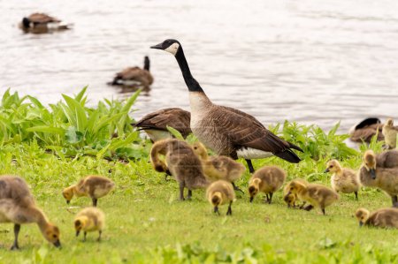 Foto de Ganso canadiense adulto cuidando muchos goslings - Imagen libre de derechos