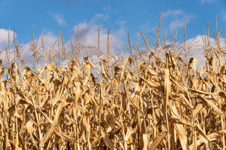 Photo for Dried out corn field in Canada - Royalty Free Image