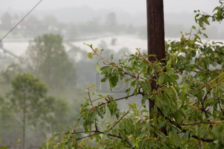 Foto de Hail Storm Desastre en árbol frutal - Imagen libre de derechos