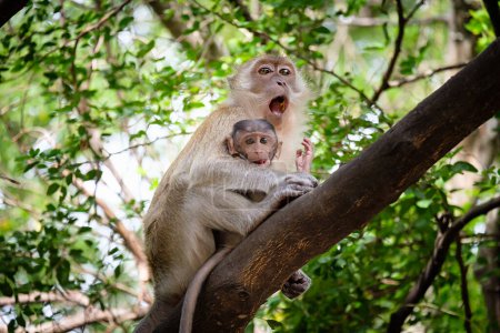 Téléchargez les photos : Belle et pittoresque vue du singe sur l'arbre - en image libre de droit