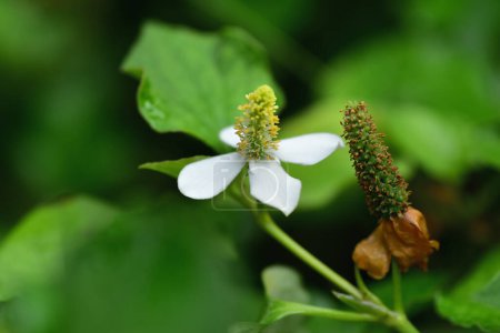 Photo for "Houttuynia Cordata Thunb herbs and vegetables. and flower of  do" - Royalty Free Image