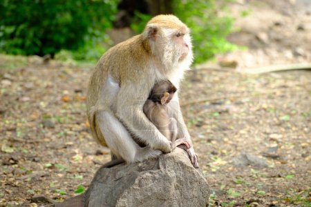 Téléchargez les photos : Portrait de famille de singes - en image libre de droit