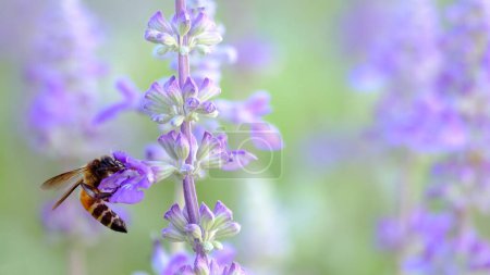 Foto de Vista de cerca de la abeja sentado en la flor de lavanda - Imagen libre de derechos