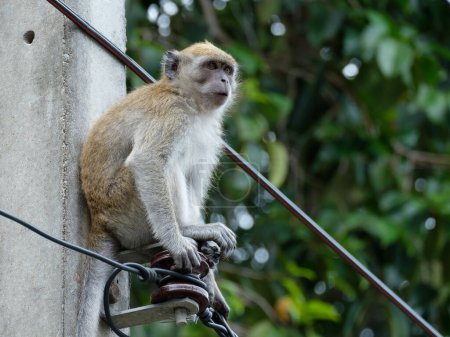 Téléchargez les photos : Portrait de singe animal - en image libre de droit