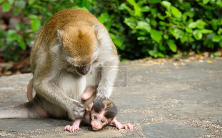 Foto de Mono madre y bebé al aire libre - Imagen libre de derechos