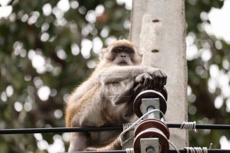 Photo for Portrait of monkey animal - Royalty Free Image
