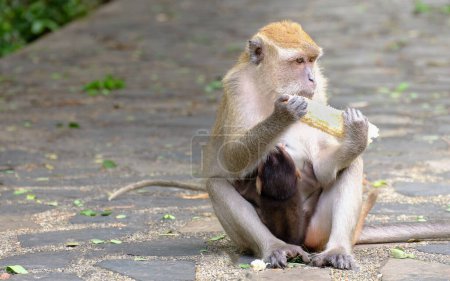Foto de Retrato de animal mono - Imagen libre de derechos