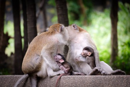 Foto de Hermosa y pintoresca vista de los monos - Imagen libre de derechos