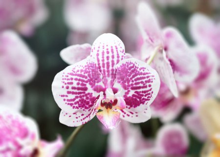Photo for Beautiful purple orchid flowers, violet petals - Royalty Free Image
