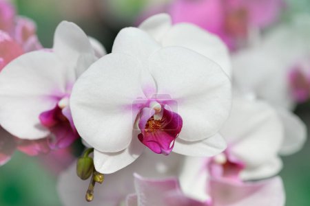 Foto de Flores de orquídea florecen. pétalos florales frescos - Imagen libre de derechos