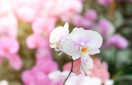 Téléchargez les photos : Fleurs d'orchidée fleurissent. pétales floraux frais - en image libre de droit