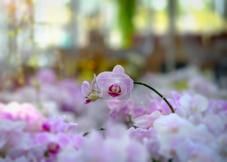 Foto de Hermosas flores de orquídea púrpura, pétalos violetas - Imagen libre de derechos