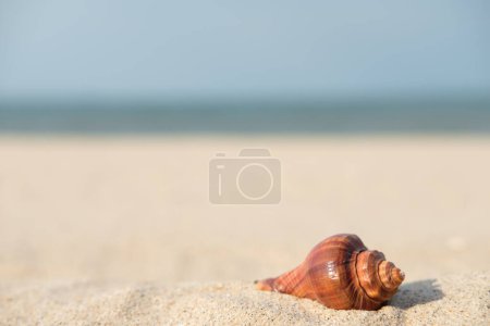 Foto de Concha en la arena en la playa de cerca - Imagen libre de derechos